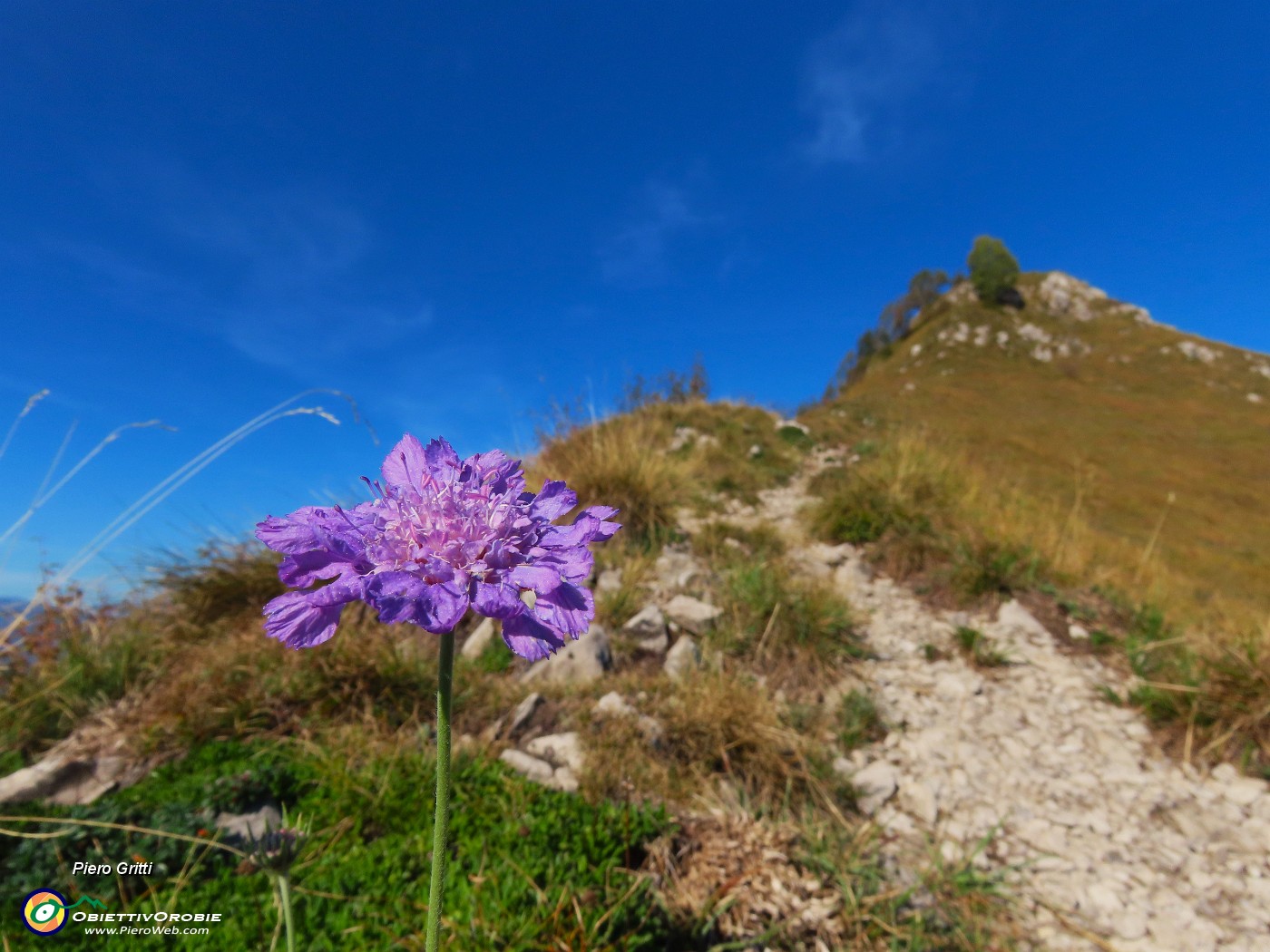 30 Bel fiore di Scabiosa salendo alla cima.JPG